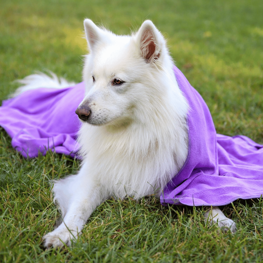 Serviette violette pour chien