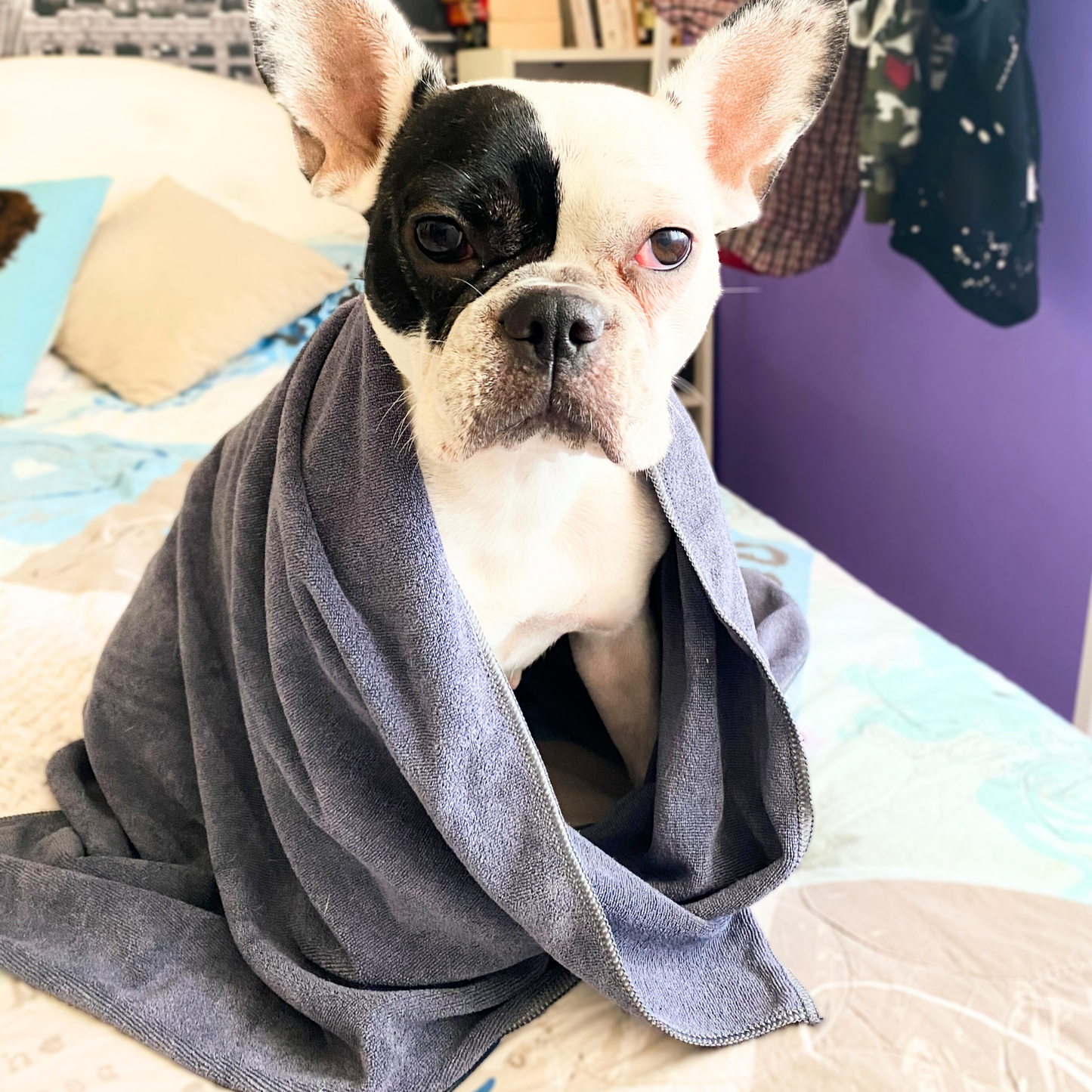 Serviette gris pour chien