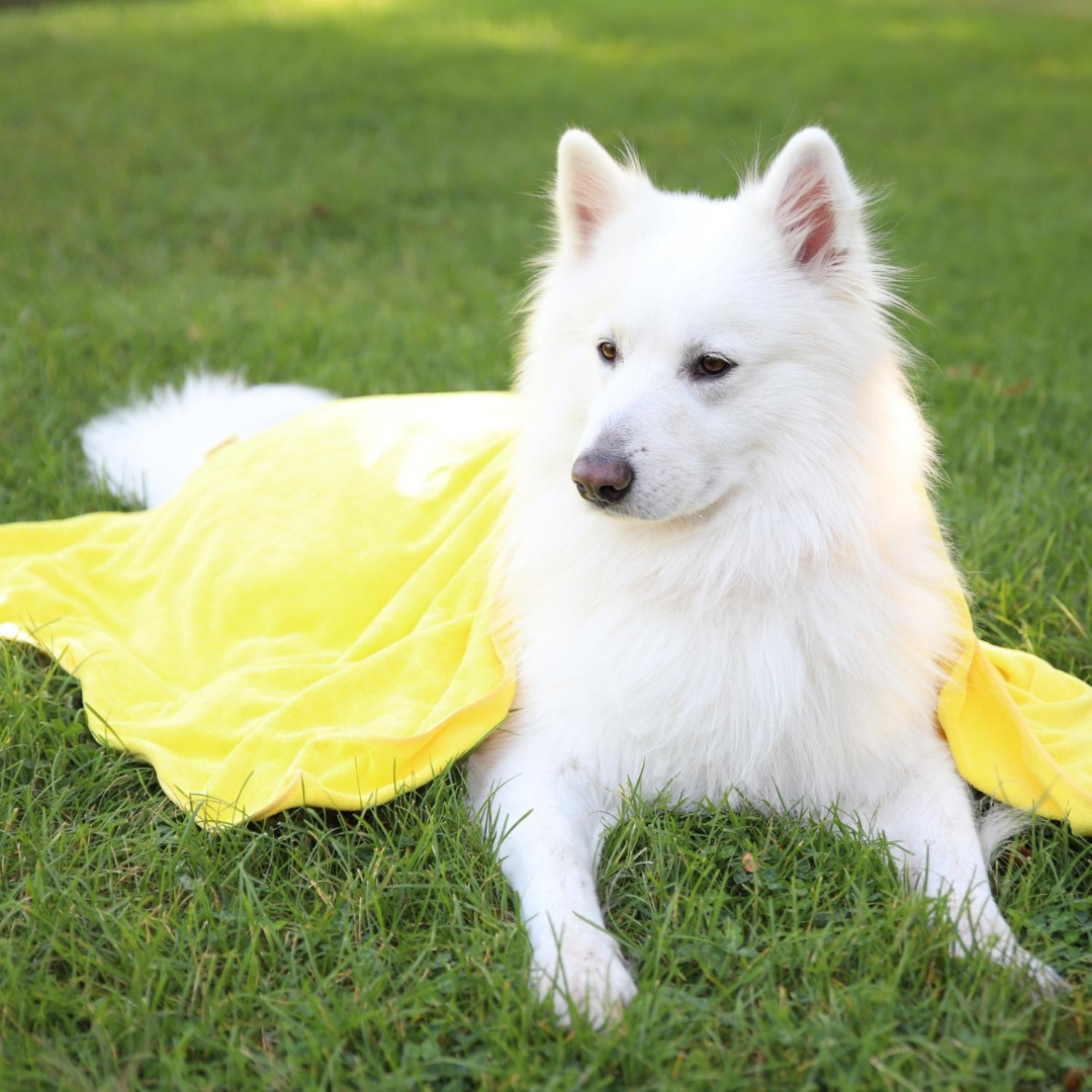 Serviette jaune pour chien