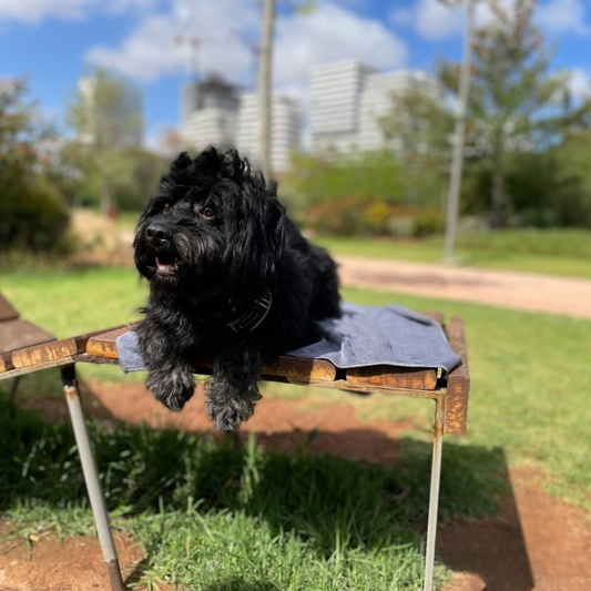 Serviette 100% Cotton Ultra-Absorbante pour Chiens