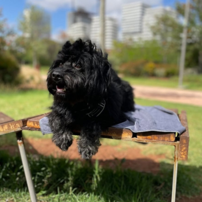 🐾 Serviette pour Chien CozzyPaws – Séchage rapide, douceur naturelle et confort absolu