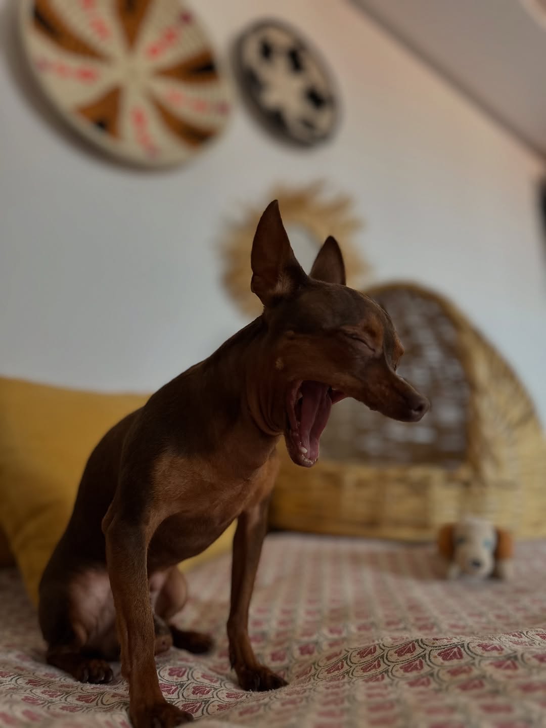 Une expérience 5 étoiles pour votre chien, signée CozzyPaws ✨