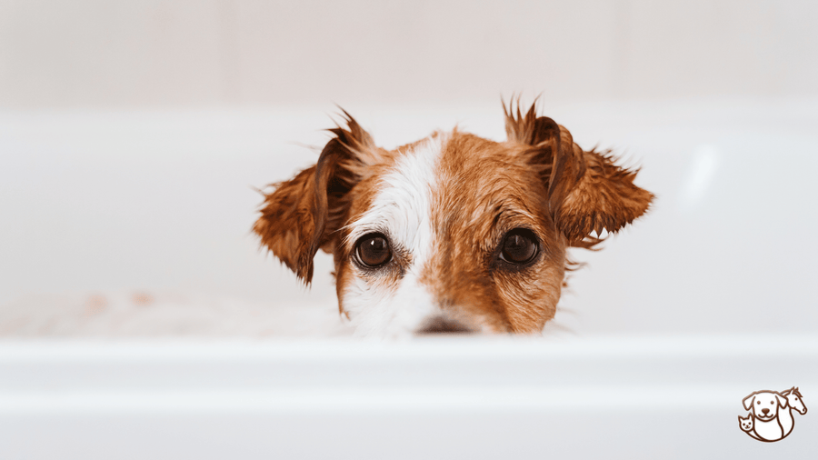 Pourquoi ne pas sécher son chien après le bain peut nuire à sa santé