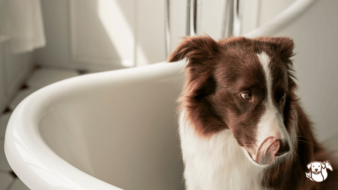 Les risques cachés d’un chien laissé humide après la douche