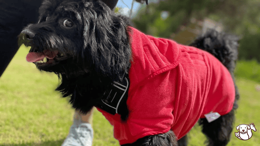 Peignoir pour chien : chaleur et protection