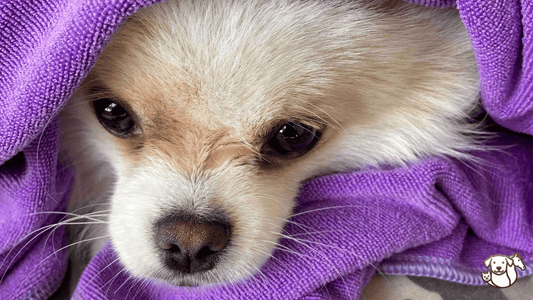 Microfibre, coton ou bambou : quel tissu pour un chien ?