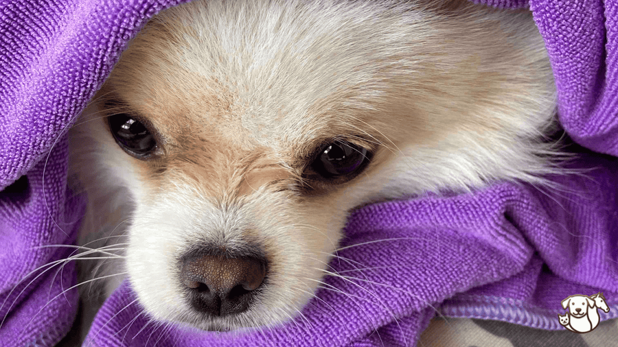 Microfibre, coton ou bambou : quel tissu pour un chien ?