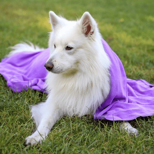 Serviette violette pour chien