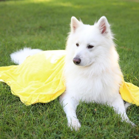 Serviette jaune pour chien