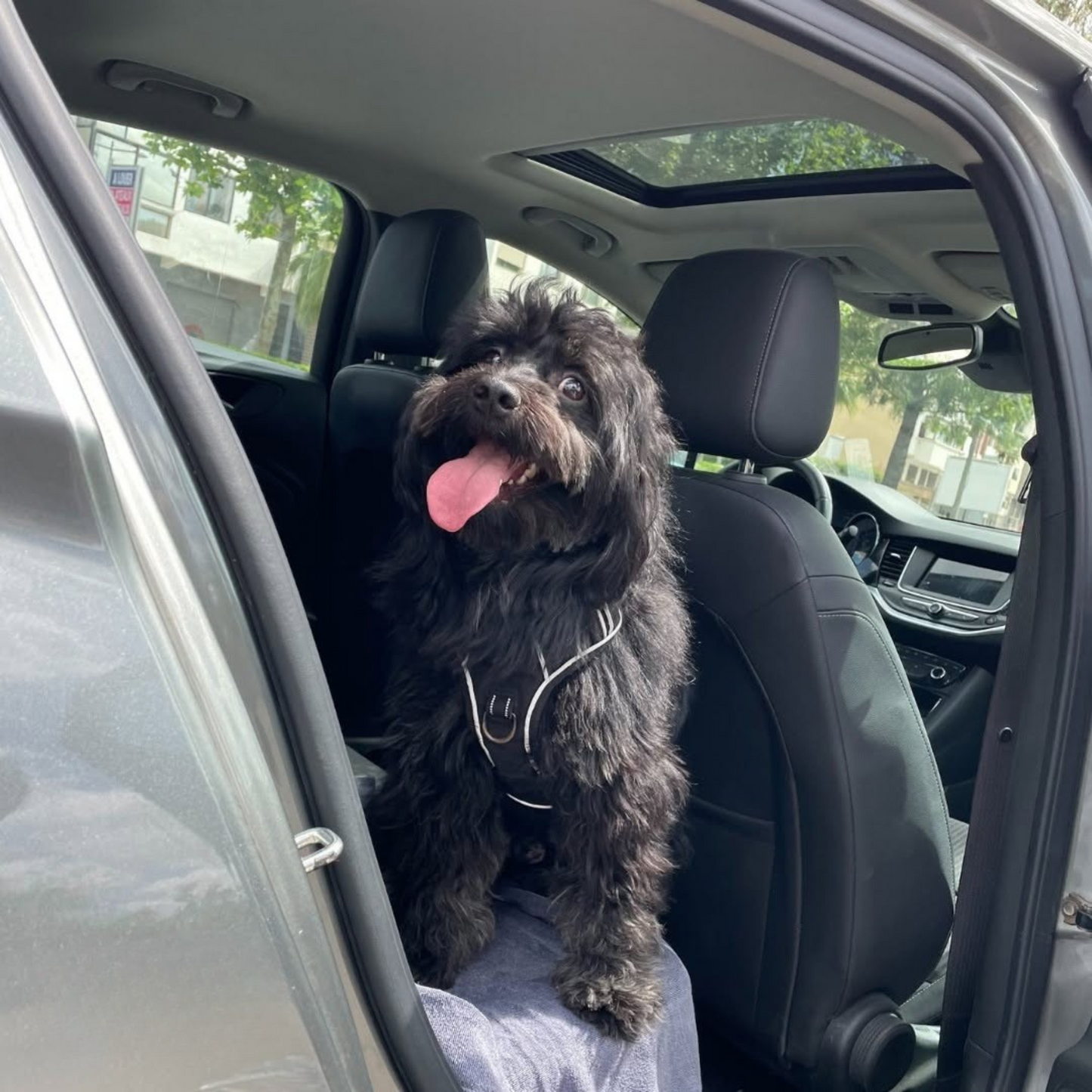 Serviette Gris Ultra-Absorbante pour Chiens & Chats