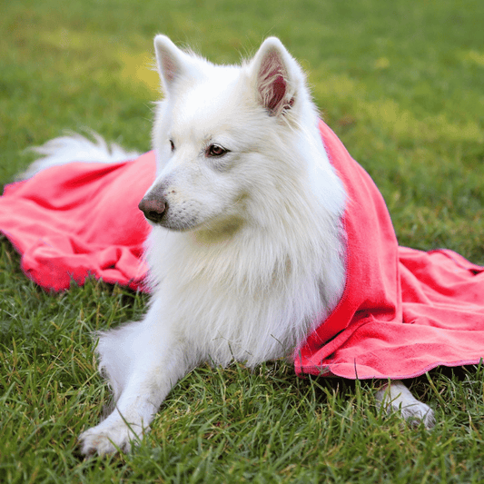 Serviette rouge pour chien