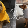 Serviettes et Peignoirs pour Chiens au Maroc